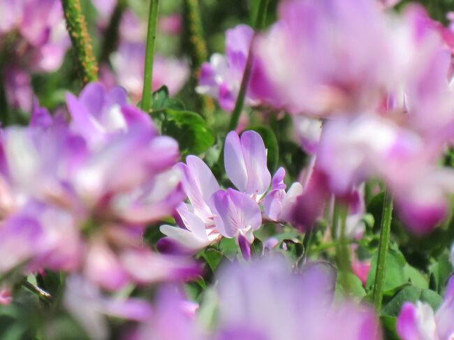 ゴールデンウィークの頃の <br />春の花散歩 3編<br /><br />4月26日 渋川 正蓮寺の牡丹<br /><br />4月28日 中之条レンゲの里フェスティバル<br /><br />5月1日 ノルン水上フラワーガーデンの水仙<br /><br />ちょっと まとめて 行ってみよう~(^_-)しょうれんじ