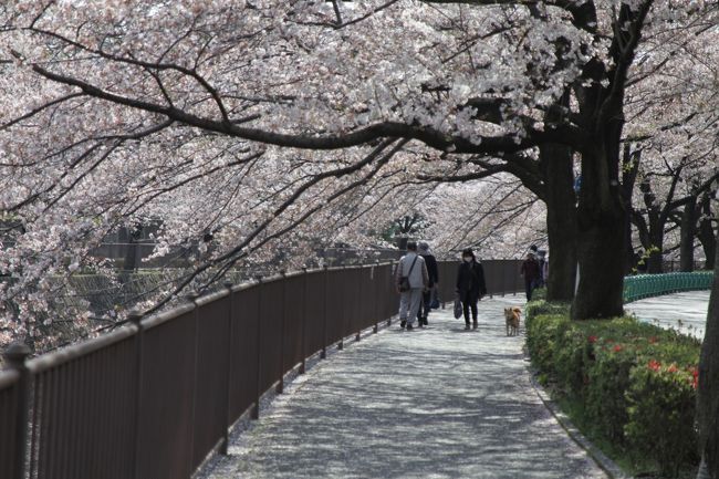 毎年、目黒川に劣らず川沿いの桜が見事な花を咲かせてくれます。
