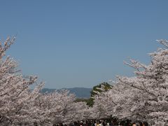 京都歩いて満開の桜鑑賞