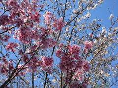 春を感じに箱根へ