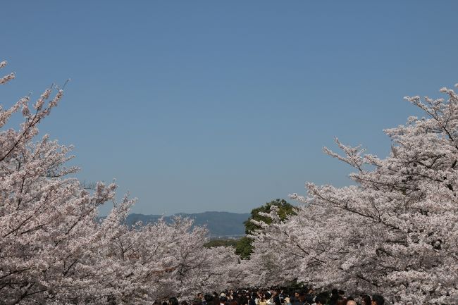 京都のインクライン、琵琶湖疎水、平安神宮の歩いて満開の桜鑑賞です