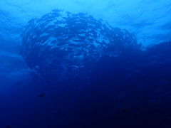 本島南部・粟国島ダイビング旅行