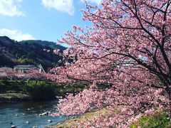一足早く桜を観に河津から伊豆高原へドライブ。