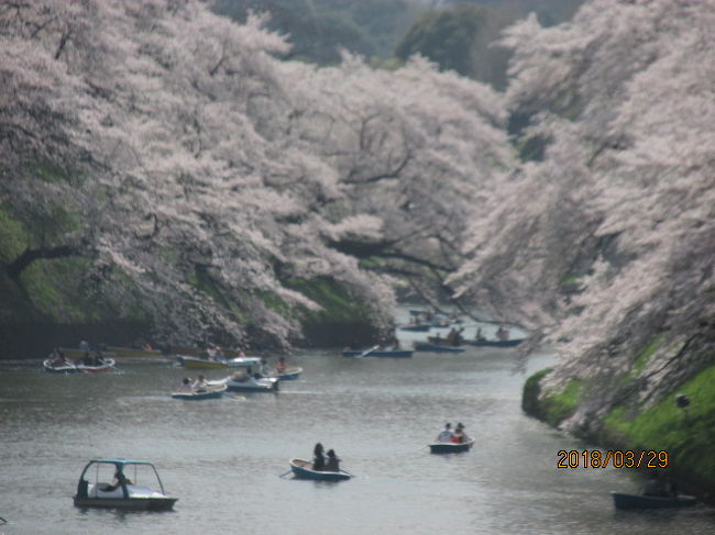今年は３月の平均気温が例年より高く、桜の開花は大分早まっている。全国桜の名所は各地にあり、それぞれのお国自慢をしているが、この東京も同様で、桜の豪華さ華麗さを競い合っている。当方再来週からインドを旅行する予定で、ビザの手続きの為、３月２０日、千鳥ヶ淵にあるインド大使館へ向かった。東西線九段下駅で下車し、長い階段を上って地上に出ると、そこはもう既に大勢の人が行き来している。花見客だ。ニュースで今年の桜は早まると聞いた人々が朝から集まってきている。<br /><br />インド大使館での手続きを終え、自分も大勢の人にまみれ、お堀端を歩くことにした。この辺りは堀が深く、お堀沿いの遊歩道は土手になっていて、お堀までは２０－３０ｍ程の高さになっている。その斜面に数えきれないほどの桜が満開に研を競っている。ここは将に日本桜１００選に選ばれている場所だ。お堀では何舟ものボートが繰り出され、ボートは花の絨毯になった水面を進み、天から降ってくる花吹雪を浴びている。恋人達の天上天下、この世の春だ。<br /><br />この人ごみの中で、案外中国人が多い。顔つきは日本人と殆ど変わらないので、近くで話される中国語を耳にして、初めて中国人と分かる次第だ。と言ってもどこの国の人かは分からない。台湾人かシンがポーリアンか中国本土からなのか、或いは元々日本に住んでいる華僑なのか・・。いずれにしてもかの国の人々も日本人と同じように桜を愛でている。ここでは想像しかできないが、ポトマック河畔のアメリカ人も同じように桜吹雪に酔いしれているのかも知れない。SAKURA,も既に英語だ。世界の人々に愛され、愛でされる桜。日本人として生まれて幸せだ。