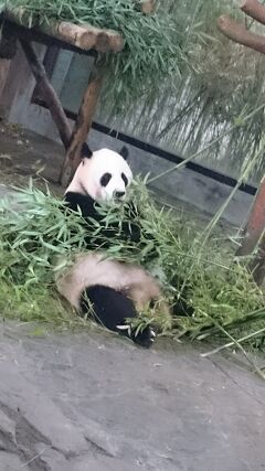 201805,GW,小学生と上海,3-1,野性動物園でパンダに初対面