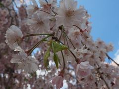 身延山久遠寺　日蓮宗総本山さん　しだれ桜を見よう!　日蓮上人の草庵・墓所へ