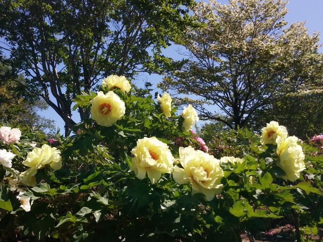 今年は花の見ごろが早いですね。いつもはＧＷに満開を迎える藤の花。早めに見に行ってみました。丁度見頃を迎え、甘い香りも楽しめました。<br />ぼたん園は見頃でした。