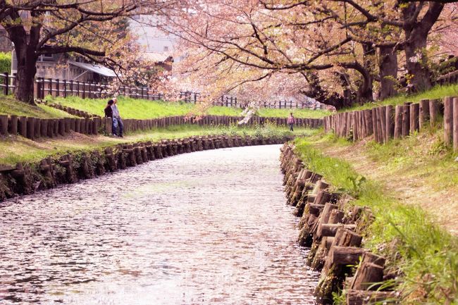 春の川越 ～桜と花筏と小江戸の風景～