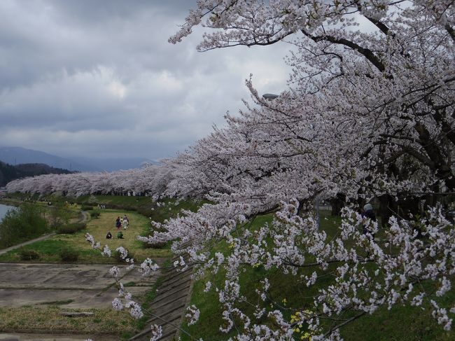 北上展勝地、弘前城公園と東北の桜を観賞。大館で一泊し、翌日秋田内陸線で角館へ向かいました。<br />八津駅で下車してカタクリを鑑賞しました。<br />今年は雨と寒さで育ちはいまいちですが栗林一面が紫の花で埋め尽くされるのには感動します。<br />スタッフの方のご好意で軽トラに乗せていただき遠くの栗林も鑑賞することができ感謝です。畑の中で善兵衛栗の渋皮煮を購入。売店で栗ご飯の昼食をとり、地元の方の手作りのいぶりがっこ（大根、にんじん）も購入して角館に向かいました。<br />角館は武家屋敷通りのしだれ桜も桧木内川のソメイヨシノも満開、今年最後の桜鑑賞ををう存分楽しみました。