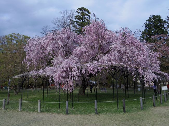 京都の桜の名所観光といっても今年は異常な早さの桜の開花でしたので残り物に福か。<br />仁和寺の御室桜、上賀茂神社のしだれ桜が観賞できました。