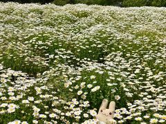 くりはま花の国に行ってみた。