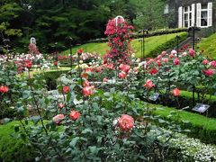 ２０１７年５月　東京４日目　その２　旧古河庭園のバラ園で色とりどりのバラを見ました。