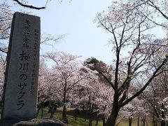 桜川のサクラめぐり・真壁の町並み・母子島遊水池の桜