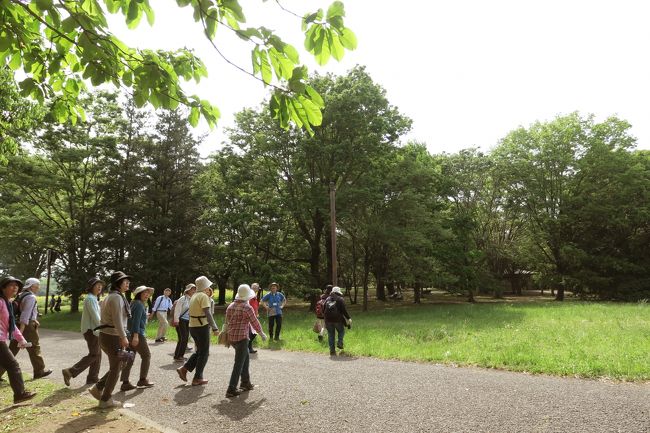 昭和記念公園では毎週火曜日の午前と午後の２回、１時間半の自然観察ツアーが開催されています。<br />日本樹木医会会長の椎名豊勝氏がガイドをしてくださいます。<br />参加費は無料。先着25名まで。<br /><br />植物好きのお友達と一緒に参加して忙しくも楽しい時間を過ごしました。<br /><br />昭和記念公園の公式サイト<br />http://www.showakinen-koen.jp/<br /><br />昭和記念公園ファン倶楽部 コミュニティ<br />http://4travel.jp/community/main/10000716/<br /><br />★昭和記念公園だけのサイトマップ(1/2)<br />http://4travel.jp/traveler/tougarashibaba/album/10533629/<br /><br />★Japan 昭和記念公園だけのサイトマップ(2/2)<br />http://4travel.jp/traveler/tougarashibaba/album/10696747/<br /><br />★～ミツバチばあやの冒険～　日本編のサイトマップ<br />http://4travel.jp/traveler/tougarashibaba/album/10453406