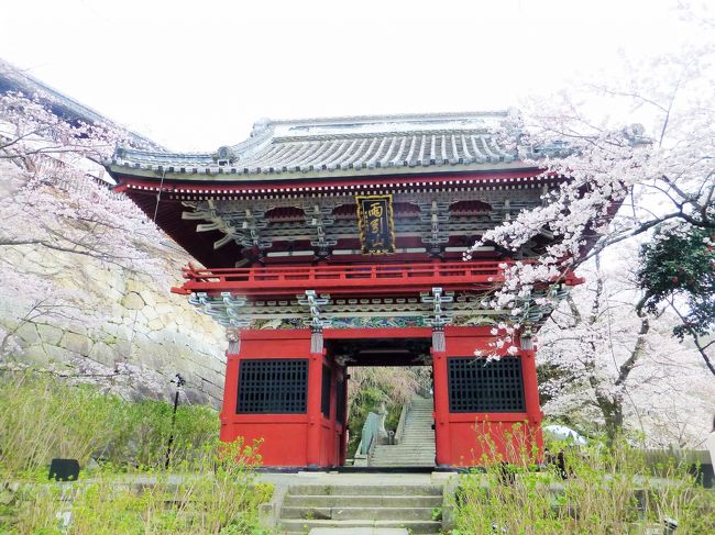 【坂東札所巡礼】　臨時バスで行く桜散歩とサイクリングで札所24番楽法寺(雨引観音)