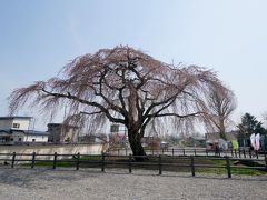 2018.4函館に桜を見に行く2-残念な3分咲きの法亀寺，松前藩戸切地陣屋跡の桜