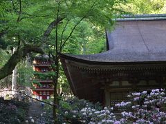 春の日帰りバスツアー　花の盛りは難しい　長谷寺＆室生寺　