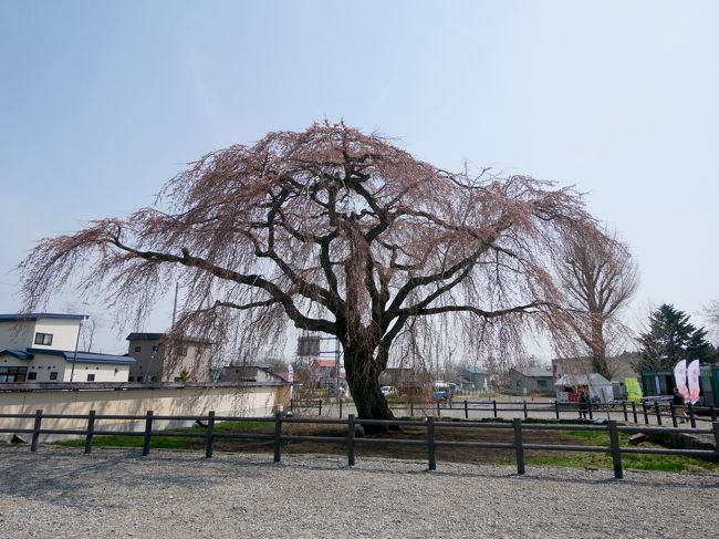 本来は北斗の桜を一番見たかったが，今年は桜の開花が早いので，ちょうどいいかと思ったが，早すぎた．三分咲きといったところだ．次の四連休後半が見ごろと思う．<br />1208　函館空港を出発，国道227号線　大野街道を北斗市大野町へ．法亀寺のしだれ桜はすばらしい．樹齢300年とか．この桜自体の由来はわからなかった．桜の上部のみが三分咲きから五分咲きといったところ<br />次に松前藩戸切地陣屋跡へ．ここの方が大野町内より南だが，少し高い大地のせいか，さらに桜はつぼみだった．しかし四稜郭の陣屋の後の構造はよくわかった．江戸時代末期の箱館開港に伴い，江戸幕府の命により松前藩が蝦夷地防衛のため1855年（安政2年）に構築した日本国内初の洋式城塞だ．1868年に守護隊が火を放って退却したとのここ．<br />日露戦争勝利を祈念して函館の呉服商である岩船峯次郎が表御門跡から陣屋登り口までの一本道に桜の木を植栽した．ソメイヨシノを中心にエゾヤマザクラ（オオヤマザクラ），ヤエザクラ，珍しいジュウガツザクラ、ギョイコウもあるとのこと（Wikipedia）<br />もう少し遅ければ見られたのに残念だ．最後に満開の五稜郭に行こう！