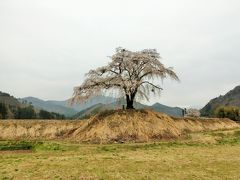 春の沼田へ！　その３　満開の桜を求めて。「上発知のしだれ桜」へ。