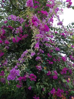 2018 GW サヌール頑張る初バリＪ太くん