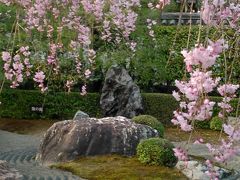 妙心寺退蔵院の枝下桜