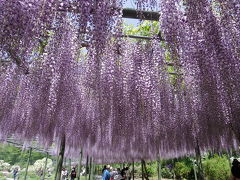 春爛漫 花を愛でるフラワーパーク