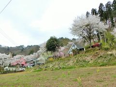 春の沼田へ！　その４　満開の桜を求めて。「発知のヒガンザクラ」から慶福寺へ。