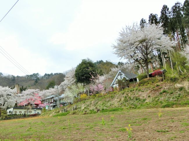 孤高の桜であった「上発知のしだれ桜」を見た後は、やはり家内がネットで見つけた県指定の天然記念物になっている「発知のヒガンザクラ」へ。<br />その近くに慶福寺と言うお寺があり、そこの桜も満開でした。