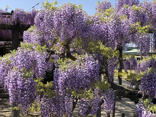 今年は桜の開花もフジも早いね