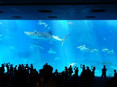 クルーズ旅☆ダイヤモンドプリンセス・那覇・石垣島・台湾④美ら海水族館