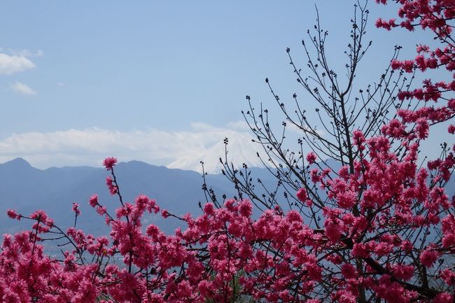 目の前に広がる桃源郷を観て見たくて、山梨県にある笛吹川フルーツ公園に行ってきました。今年は桜も咲くのが早かったですが、桃も早く、一気に咲いてあっと言う間に散ってしまったとのことで、一面のピンク色は見られませんでしたが、まだ花が残っていたのでうっすらピンク色くらいでは見られました。