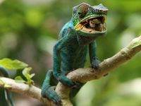 ２０１８　GW マダガスカルちょいブラ！①(ペリネ特別保護区周辺編）