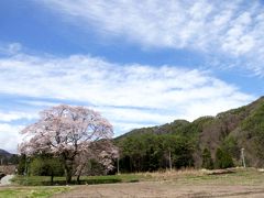 遅がけながら信州へ桜の花見に出かけました（読売旅行写真倶楽部）