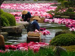 GW期間限定の「池泉牡丹」2018