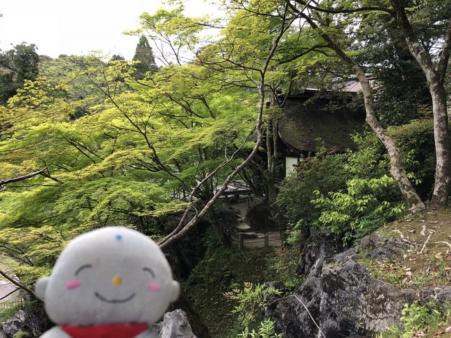 滋賀県の三井寺と石山寺であお若葉の競演というイベントがやっていると言うことで青モミジと滅多に公開されない仏様を見て来ました　ついでにモミジの名所と言われる安土城近くの石馬寺と教林坊にも行ってきました