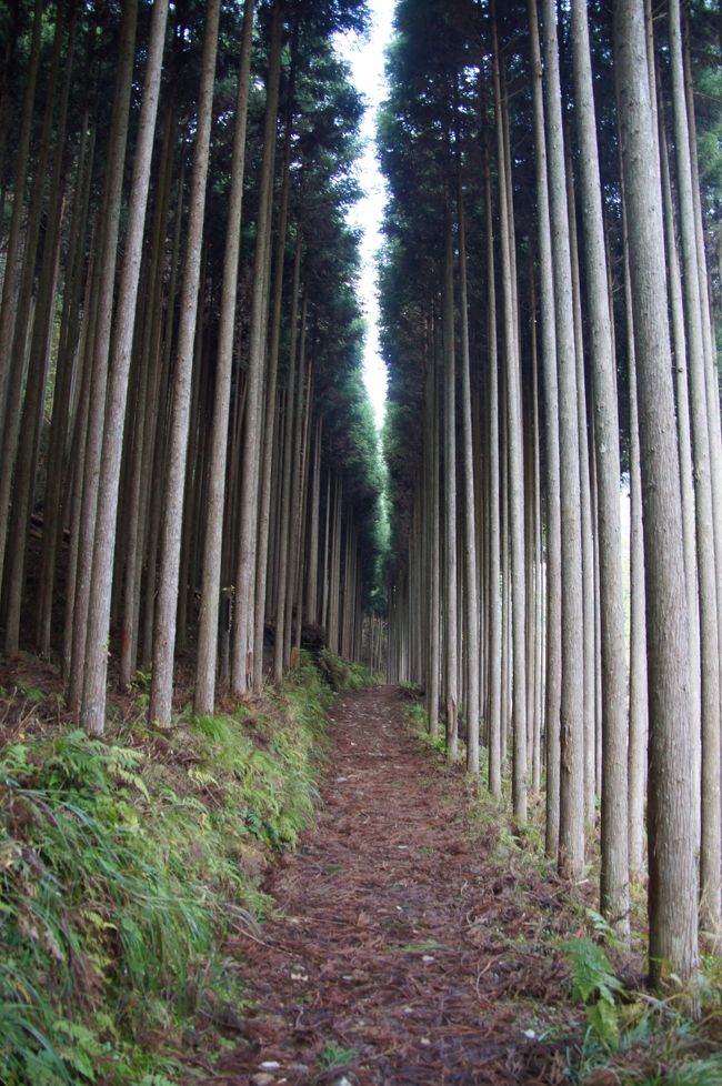 間違いなく来年の今頃はもう京都に居られないだろう。<br />紅葉もこれで最後なので一番好きだった場所に行っておこう。<br />久しぶりに早朝の京都駅からJRバスに乗り換えて神護寺へと向かう。<br />バスの発車時間が迫っていたのでいつもの早朝ラ～メンが出来ず悔やまれる。<br /><br />神護寺への道はバス停から一旦清滝川まで下りるとそこからは一気に登りとなる。<br />一歩一歩を踏みしめては登り、来た道を幾度も振り返りシャッターを切る。<br />最後にに急な長い石段が見えるとその先が神護寺の仁王門である。<br />ひっそり佇む門は紅葉と呼ぶには若干早いと見て取れる。<br />早朝の門を潜るとそこは静寂な時が流れてい佇む。<br />もう再び訪れることもあるまいと深く思う。<br /><br />さあこれからがとっておきの風景。<br />清滝川沿いに嵯峨野～嵐山方面に向う道程。<br />程よい気温にのんびり撮影しつつ歩く東海自然歩道。<br /><br />転勤を良い事に毎週仕事のようにせっせと通い続けた古都京都。<br />旧所名跡も勿論の事ではあるがここが一番のお気に入り。<br />孤独な新旧都巡り旅ももうこれで終わりを告げる。<br /><br />いやはや我ながら此処を選ぶとは。<br /><br />清貧の旅には辛いものがある。<br />