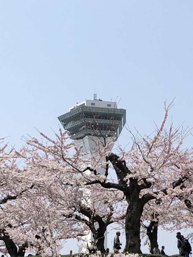 クリマで素敵なディナーをいただき、大満足の桜旅。最終日は函館へ。<br />五稜郭の桜を見て、最後にお寿司をいただき札幌へと帰る予定でした。<br /><br />なんとなんと！最後の最後に痛い目に遭いました。素敵な旅が台無しになりました。