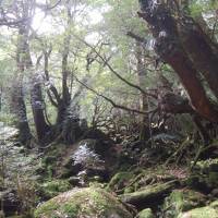 2018春 屋久島でひたすら歩く！②白谷雲水峡で癒やされる