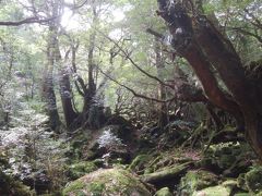 2018春 屋久島でひたすら歩く！②白谷雲水峡で癒やされる