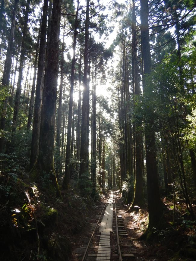 初めての屋久島、初めての登山。こんなに歩いて登ったのは人生初。<br />経験のないほどの筋肉痛になりましたが、一度はやっぱり見てみたい縄文杉。とてもいい経験でした。<br />初日は屋久島への移動と翌日の準備<br />2日目は荒川登山口から縄文杉トレッキング<br />3日目は白谷雲水峡、帰宅<br />という日程でした。