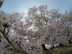 京都で桜三昧～♪