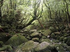 屋久島の自然と宇宙への玄関、種子島を巡る旅（その３）白谷雲水峡と屋久島観光編