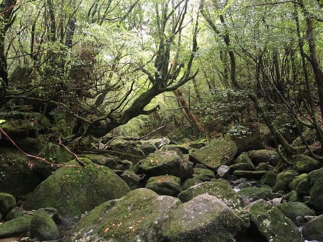 ＪＡＬのマイルが貯まったので今年はどこに出かけようかと思い、前から行きたかった屋久島・種子島に出かけてきました。<br />個人旅行ですので、行き先を４トラベルの皆さんの旅行記を参考にし、計画を立てました。<br />３泊４日の駆け足の旅で天気にあまり恵まれず、最終日はちょっと大変でしたが、何とか行きたかった場所も回ることができました。<br />今回の旅程は、<br />５月５日（土）大阪空港より屋久島に行き、ヤクスギランドと紀元杉を見学して宿泊<br />５月６日（日）安房港より高速艇で種子島に行き、レンタカーで島内観光し、屋久島に戻って宿泊<br />５月７日（月）レンタカーで白谷雲水峡に行って散策後、島内観光<br />５月８日（火）屋久島世界遺産センターなど見学し、飛行機で大阪空港に移動して帰宅<br />屋久島・種子島は路線バスの便数が少ないので、レンタカーをフルに活用して観光しました。<br />それと屋久島の美味しい魚もお腹いっぱいいただきました。<br />そのおかげで体重もかなり増えたのでこれから減量するのが大変です。<br />今回は旅行３日目の白谷雲水峡散策とレンタカーによる屋久島観光を紹介します。<br />この日は朝からの雨。<br />白谷雲水峡に行くのをためらいましたが、雨に濡れた森林とコケを見るため出かけました。<br />雨が降るとトレッキングするのは大変だけど、屋久島のあるがままの大自然に触れることができました。<br />ただ体力的に太鼓岩まで行けなかったのが残念です。<br />