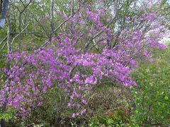 那須高原で綺麗に咲く沢山の花を見てきました!! O(*^-^*)O　～那須平成の森編～  