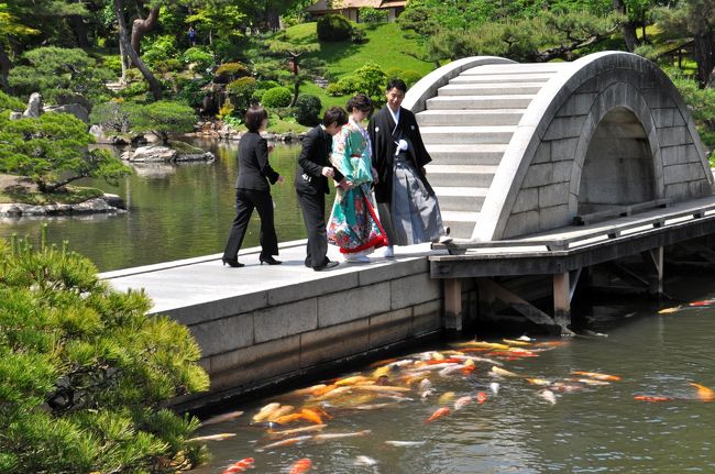 　　「名勝・縮景園」は、広島市の代表的な観光スポットですが、これまで行ったことがなかった。行く機会がなかったと言った方がいいかも・・・。<br /><br />　　今回、初めて足を運んでみることにしました。ＧＷの人混みを避けて平日に行くことにしたのだが、この日は天気もよく、観光客も少なくゆっくりと散策することができた。<br /><br />　これまでもあちこちの庭園、名勝を訪れているのだがやはり地元の名勝を訪ねてみなければなるまい。ここ縮景園は過日訪れた岡山後楽園ほどの規模はないが、こじんまりとしたよくまとまった庭園という印象である。<br /><br />　庭園・名園といえばほとんどがその地方の大名・藩主が築庭したものだが、ここ広島の縮景園もかつての広島藩主、浅野長晟（ながあきら）が、元和（げんな）6年（1620）から別邸の庭園として築庭したもので、作庭者は茶人として知られる家老の上田宗箇である。<br /><br />　この庭園もやはり”回遊式庭園”で、中央にある池を中心に大小10余の島を浮かべ、周囲に山を築き庭園をゆっくり鑑賞できるようになっている。<br /><br />　この庭園に隣接して県立美術館、少し離れたところに広島城があり、市民や県民にとって良き憩いの場になっている。<br /><br />　新緑の候、広島の名勝・縮景園を訪ねたつたない記録を紹介させて頂きます。<br />