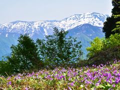 春を彩る六日町の坂戸山 ～カタクリと山野草の宝庫 2018～（新潟）