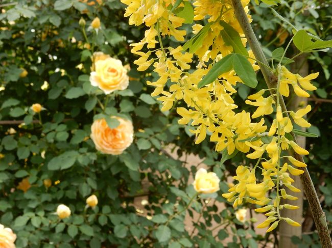 昨年は、<br /><br />雨にも負けずにあしかがフラワーパーク<br />https://4travel.jp/travelogue/11245336<br /><br />多彩な藤の花を楽しみました。<br /><br />今年はゴールデンウイークの初めにその時期がずれたようなので、キバナフジは無理でもバラで良いかなと思いながら、出かけました。<br /><br />あら? 期待以上のバラと少しだけ残っていたキバナフジ。<br />良い母親へのプレゼントとなりました