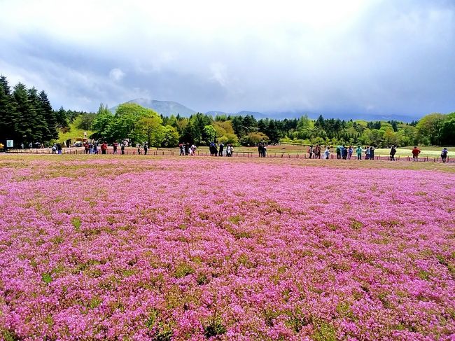 母の日＆父の日のプレゼントに、両親と「富士芝桜と忍野八海」を巡るバスツアーに行ってきました。<br /><br />気まぐれなお天気と富士山に振り回されましたが、楽しんでもらえたし楽しかった！