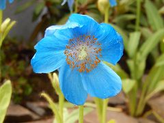 今年も箱根観光の旅を行う⑤箱根湿性花園へ・・・その2・青いケシの花を見る