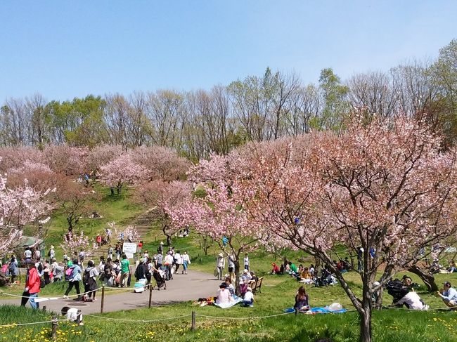 北海道滞在中の12日<br />カラリと晴れて行楽日和<br />今が満開という「平岡公園」の梅見に行ってきました<br />お昼頃行ったのでかなりの人・人<br />皆さんマイカーで来るかと思ったのですが<br />バスも大入り満員<br />ラッシュ電車のような感じで20分間の乗車でした